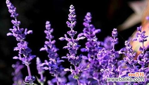 什么花代表喜欢你?花语中表达爱意的花卉有哪些?