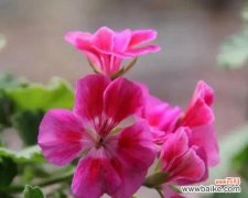 什么花的花语代表相逢？揭秘相逢之花的含义和选择指南