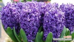 什么花代表思念？想见你的花语是什么？