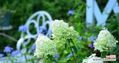 什么花代表思念？花语中表达想念的花卉有哪些？