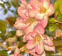 什么花代表思念？花语中表达“想你了”的花有哪些？