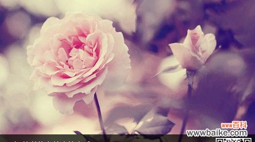 什么花代表想念爱人？花语中表达思念的花卉有哪些？