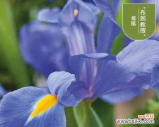 什么花代表想念你？花语中表达思念的花卉有哪些？