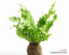 揭开鸟巢蕨神秘的面纱，解读它的花语意义 传说中的鸟巢蕨花语