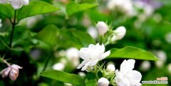 解析茉莉花背后的美丽寓意 茉莉花的花语及其意义