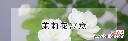 解析茉莉花背后的美丽寓意 茉莉花的花语及其意义