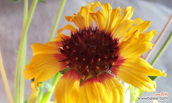 传承千年的文化符号 探秘天人菊花语