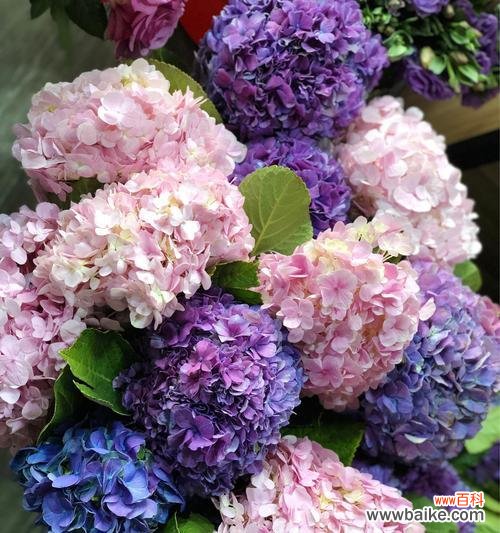 了解绣球花的含义与象征 绣球花的花语