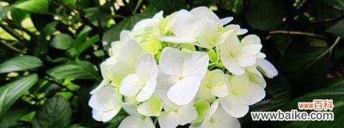 了解绣球花的含义与象征 绣球花的花语