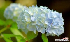 探寻绣球花背后的深意 绣球花的花语与寓意