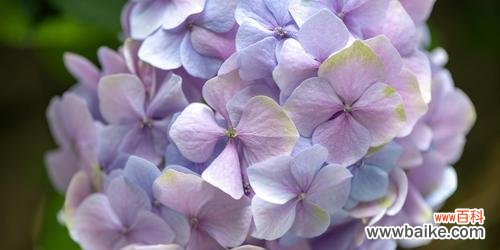 探寻绣球花背后的深意 绣球花的花语与寓意