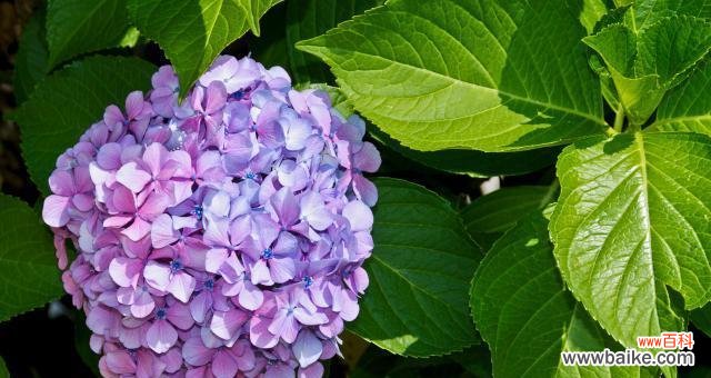 探寻绣球花背后的深意 绣球花的花语与寓意