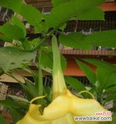 探秘曼陀罗的意义与象征 曼陀罗的花语