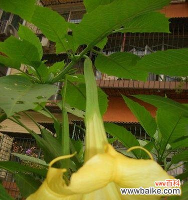 探秘曼陀罗的意义与象征 曼陀罗的花语