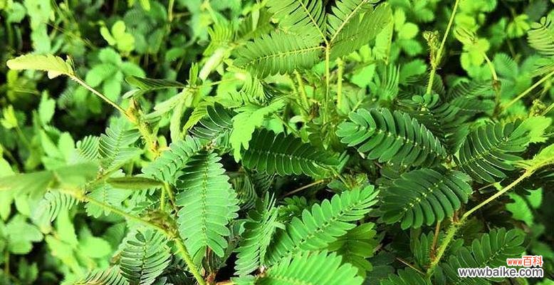 探寻含羞草的8种花语与寓意 含羞草的花语与寓意