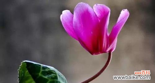 寄托深情，传递祝福，一份花礼的意义与价值 仙客来花语和寓意，送给谁最合适？