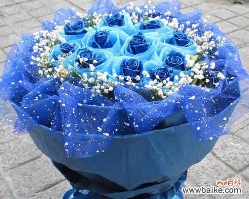 蓝色妖姬的象征意义和文化背景 解密11朵蓝色妖姬的神秘含义