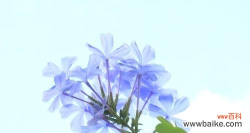 传递温暖的蓝色精灵——蓝雪花 蓝雪花的花语和寓意