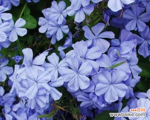 传递温暖的蓝色精灵——蓝雪花 蓝雪花的花语和寓意