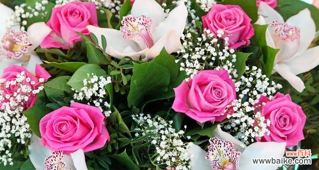 送玫瑰花的寓意:浪漫还是虚伪?