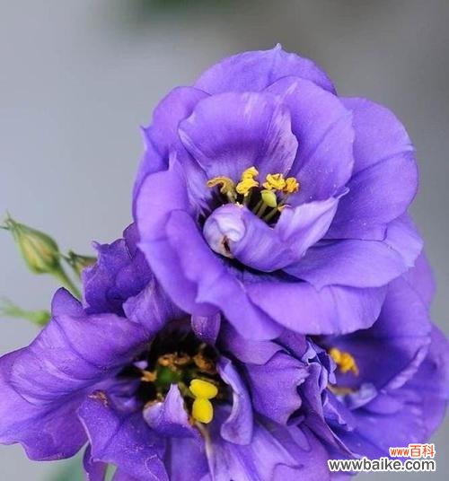 探寻洋桔梗的花语，解读它的含义 洋桔梗花语