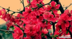 探究秋海棠的八种寓意 秋海棠花语与寓意