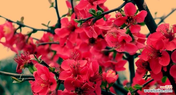 探究秋海棠的八种寓意 秋海棠花语与寓意