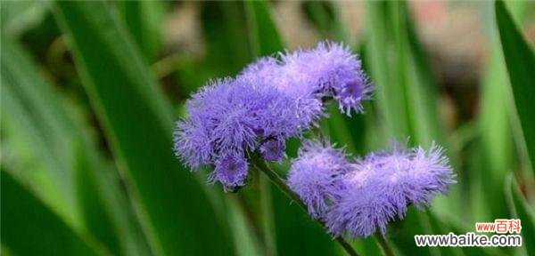 揭秘藿香的神秘力量与传奇故事 藿香的花语和传说