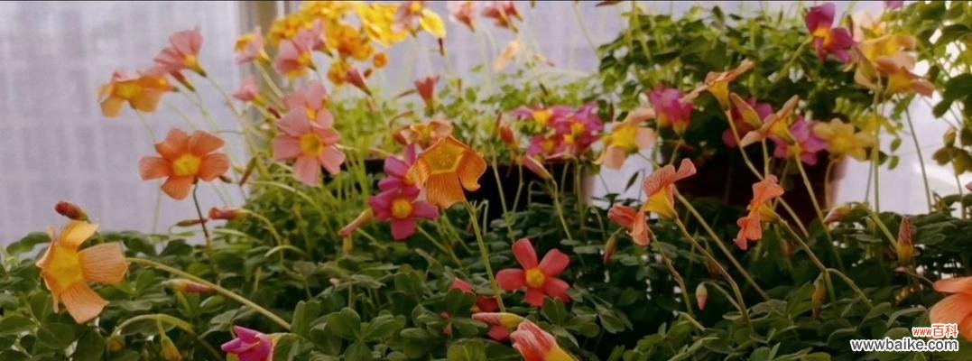 探索醡浆草的花语 醡浆草花语