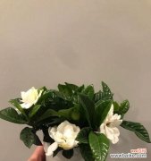 栀子花的美丽与多样性 栀子花的象征意义及传承文化