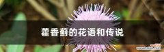 传承千年的神奇花语 藿香蓟的花语和传说