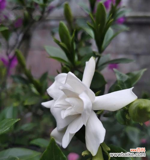 探寻栀子花的神秘魅力 栀子花的花语与意义