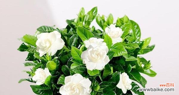 寓意与传说揭秘 栀子花