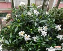 培养和保养栀子花的技巧和要点 以栀子花花语怎么养