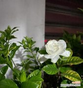 唯美的栀子花散发幸福气息 栀子花开，寓意美好生活