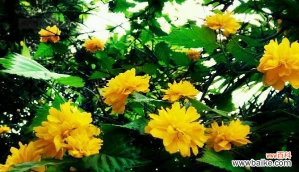 花开岁月绽放 以棣棠花的花语与传说