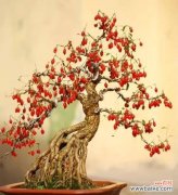 揭秘枸杞花的神奇之处 枸杞花的花语和传说