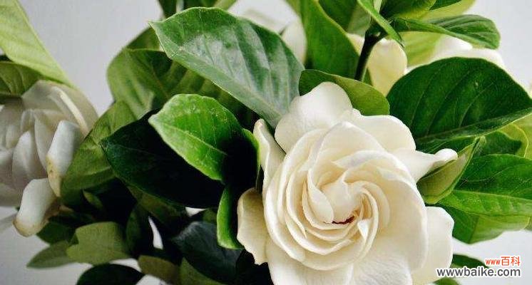 栀子花的芬芳寄托着永恒的爱 栀子花的永恒之爱