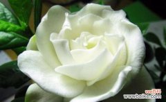 探寻栀子花的文化内涵 栀子花的寓意与象征意义