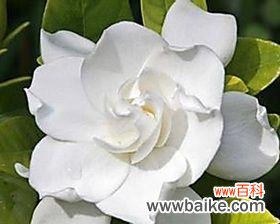 探寻栀子花的文化内涵 栀子花的寓意与象征意义