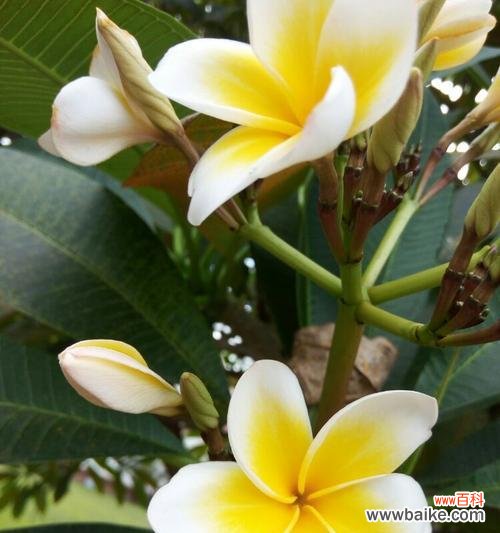 探寻榕树花的神秘意义 榕树花