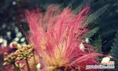 探寻榕树花的神秘意义 榕树花