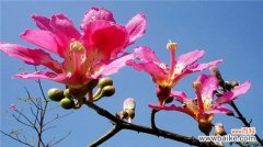 美人树和木棉树的区别：这四点不同