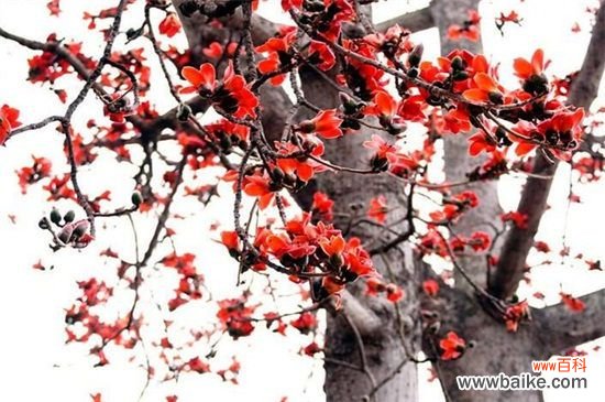 美人树和木棉树的区别：这四点不同