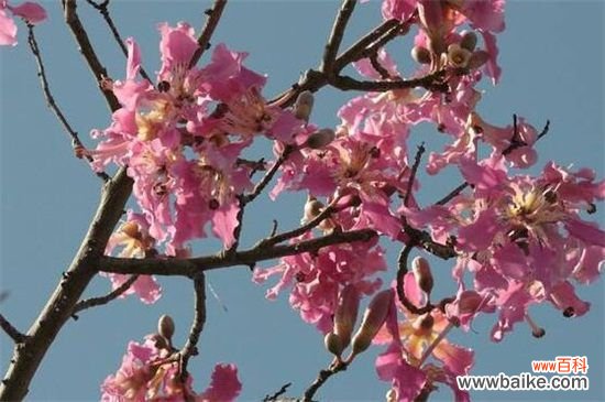 美人树和木棉树的区别：这四点不同