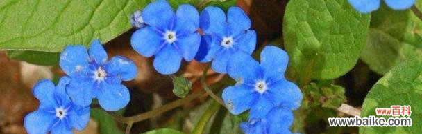 什么花代表遗忘?揭秘遗忘之花的花语含义是什么?