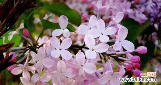 什么花代表遗忘?揭秘遗忘之花的花语含义是什么?