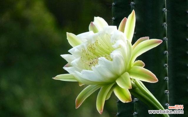 什么花代表心想事成？揭秘花语背后的美好寓意