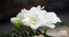 什么花代表信任？花语中表达信任的花卉有哪些？