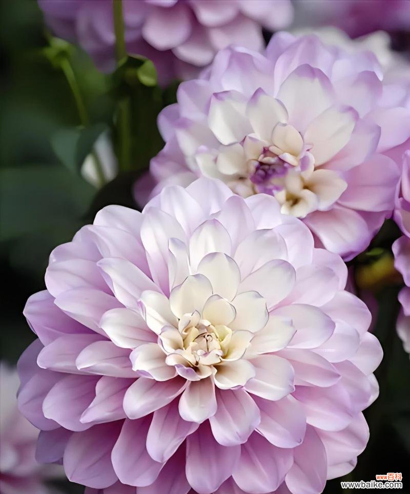 什么花代表信仰？花语中信仰的含义是什么？